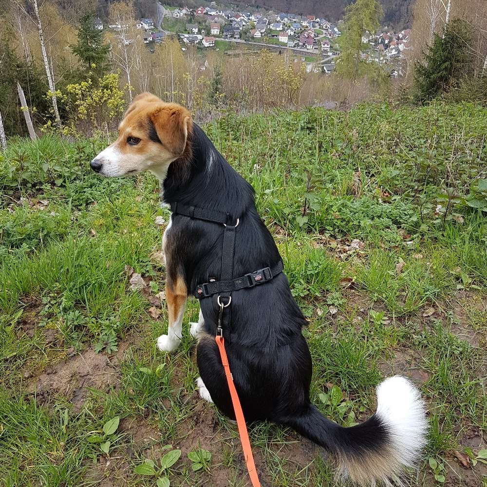 Hundetreffen-Gassi/ Training/ Spaß......-Profilbild