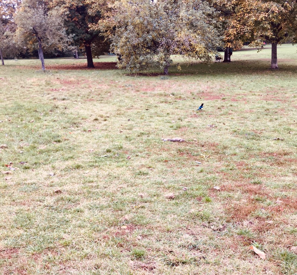 Giftköder-Totes Kaninchen auf Hundefreilauffläche-Profilbild