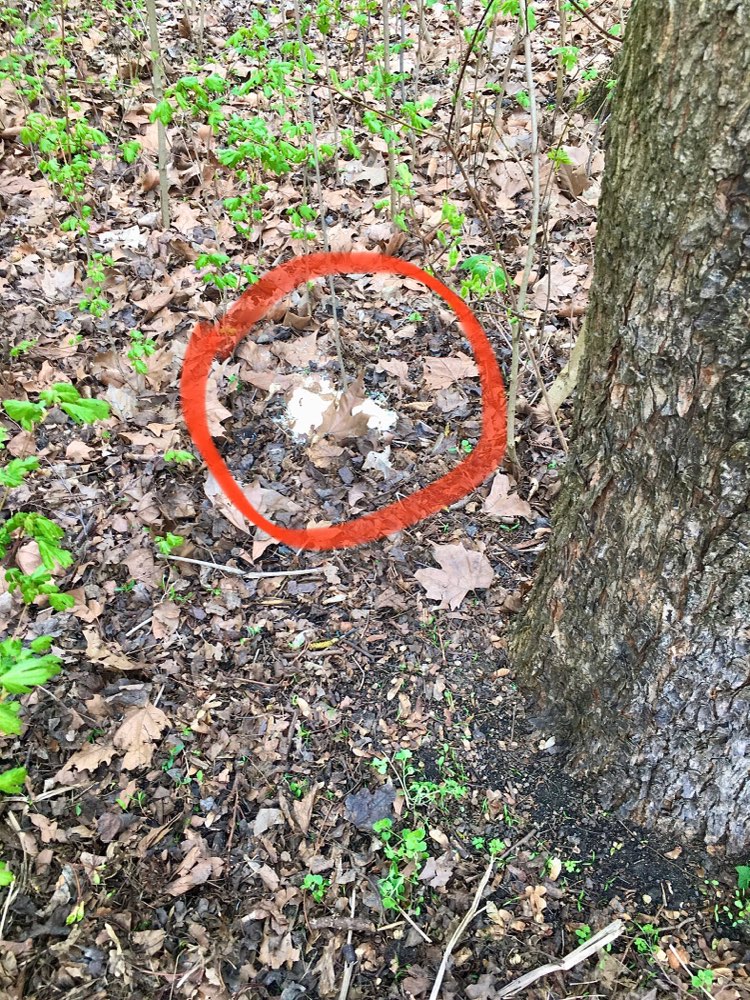 Giftköder-Evtl. Giftköder-Profilbild