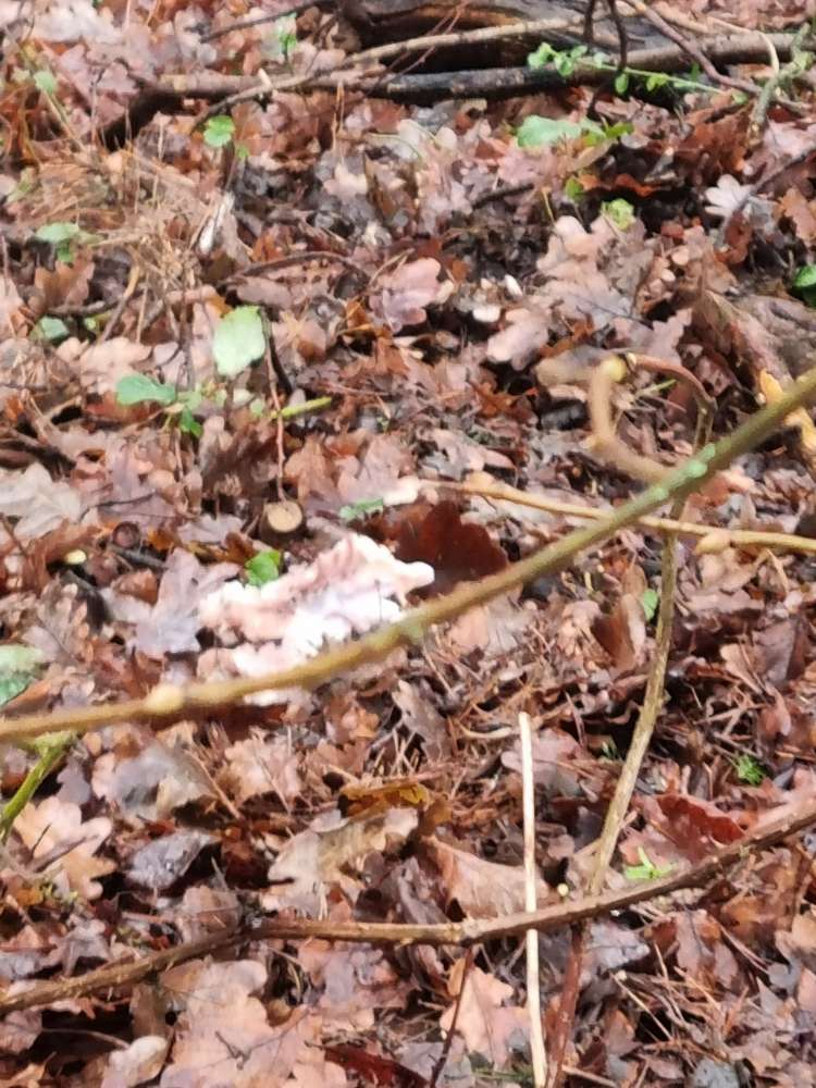 Giftköder-Großes Stück Fleisch mit Knochen-Profilbild