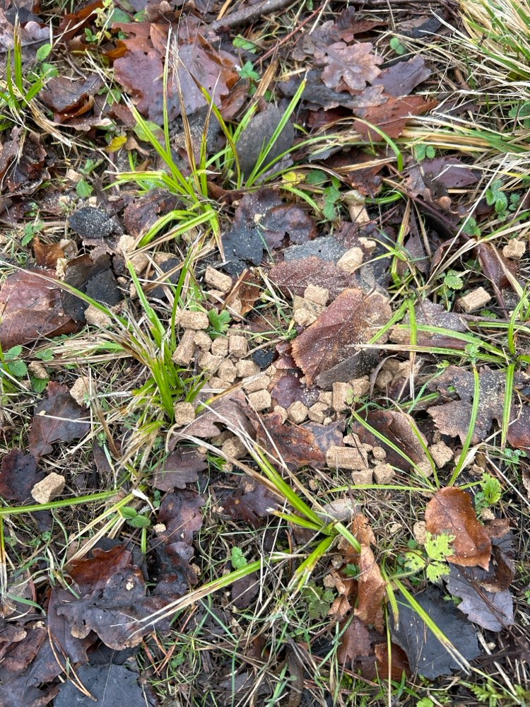 Giftköder-Undefinierbares Futter-Profilbild