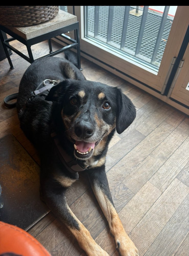 Hundetreffen-Hundefreund für Elijah-Profilbild