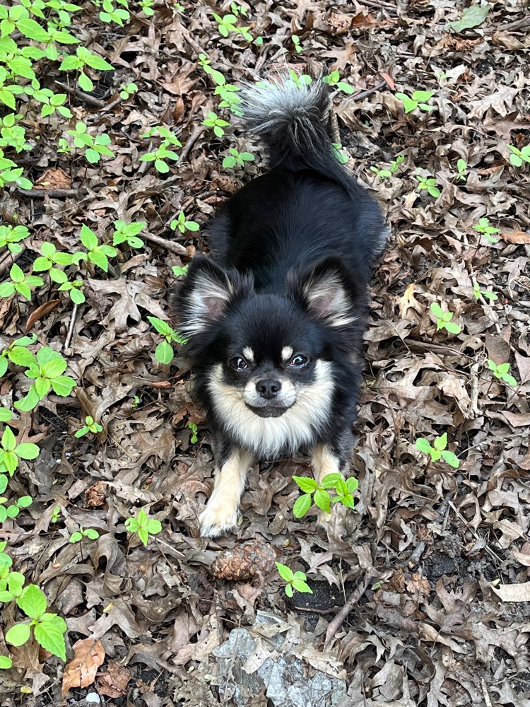 Hundetreffen-Mini - Kleine Hunde (bis ca. 6kg)-Profilbild