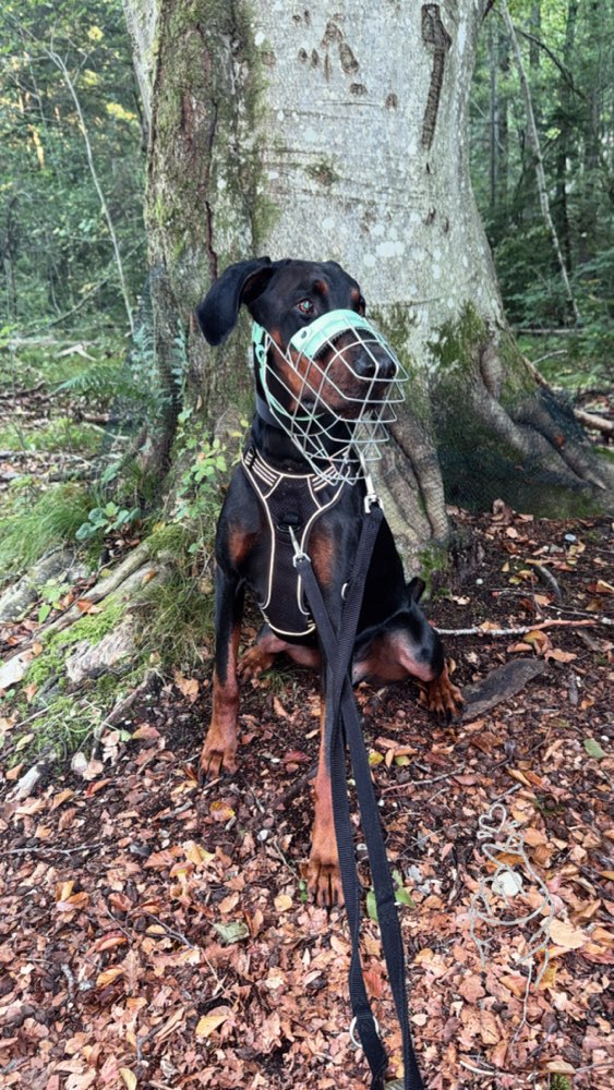 Hundetreffen-Soziale Kontakte trainieren gassi gehen-Profilbild