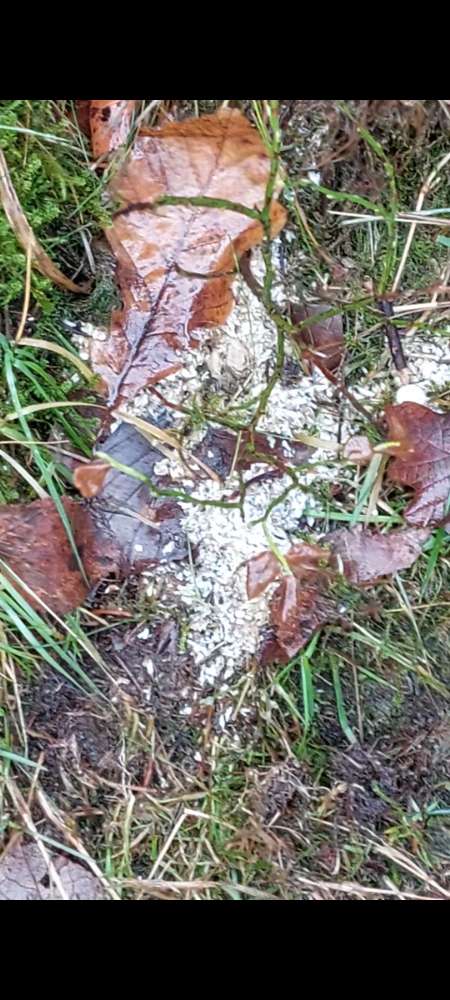 Giftköder-Giftköder in Gummersbach Wasserfuhr-Profilbild