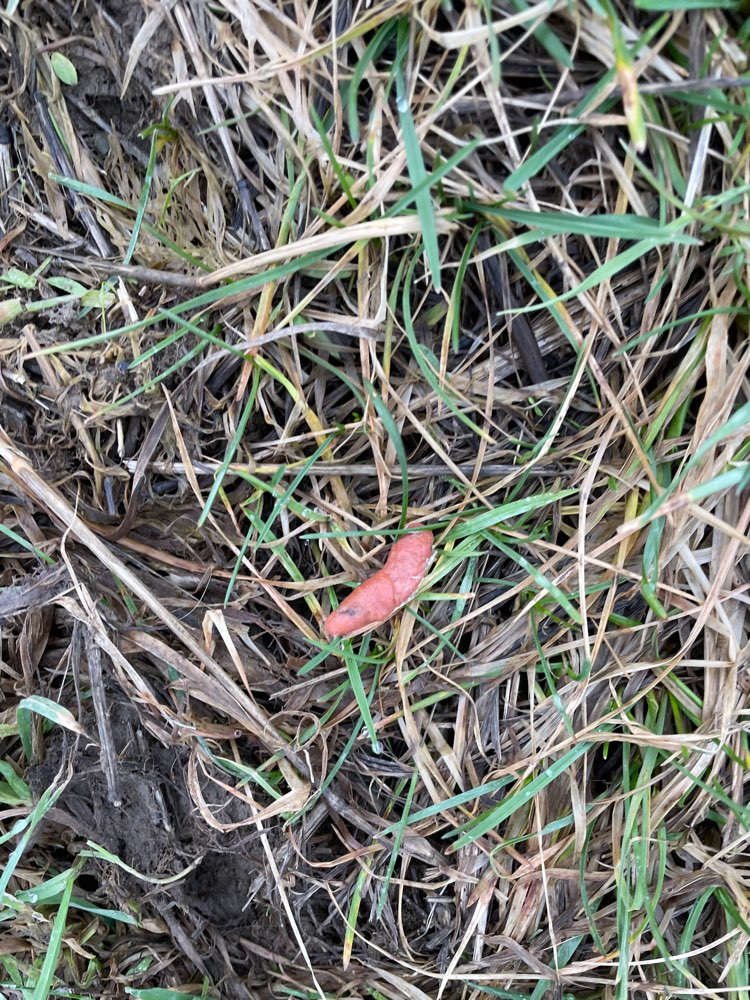 Giftköder-Mögliche Giftköder-Profilbild