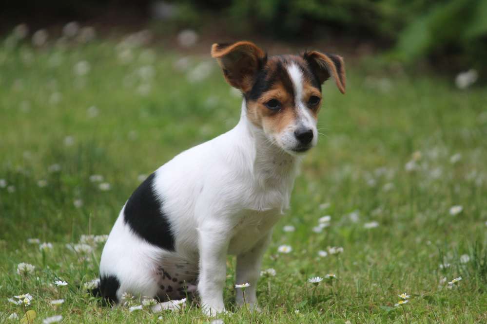 Hundetreffen-Spielrunde in Laatzen/Rethen-Profilbild