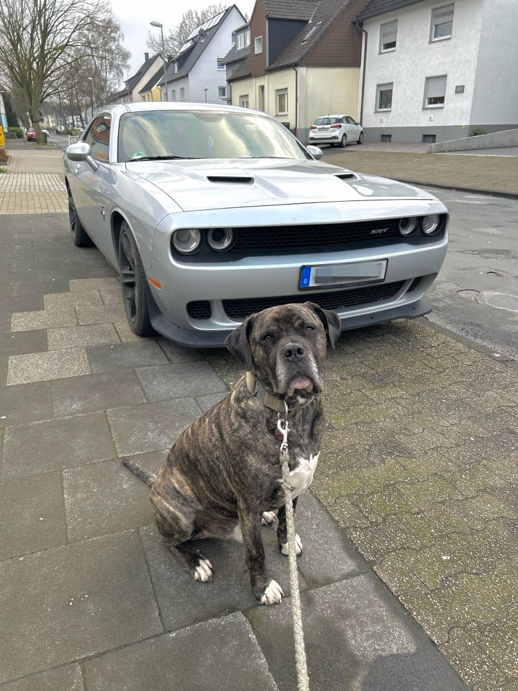 Dein Hund vor einem coolen Auto 😁✌🏻🏎️ Banner