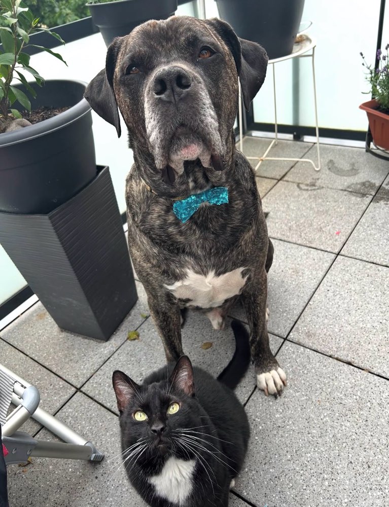 Hund 🐶 mit Katze 🐱 Banner