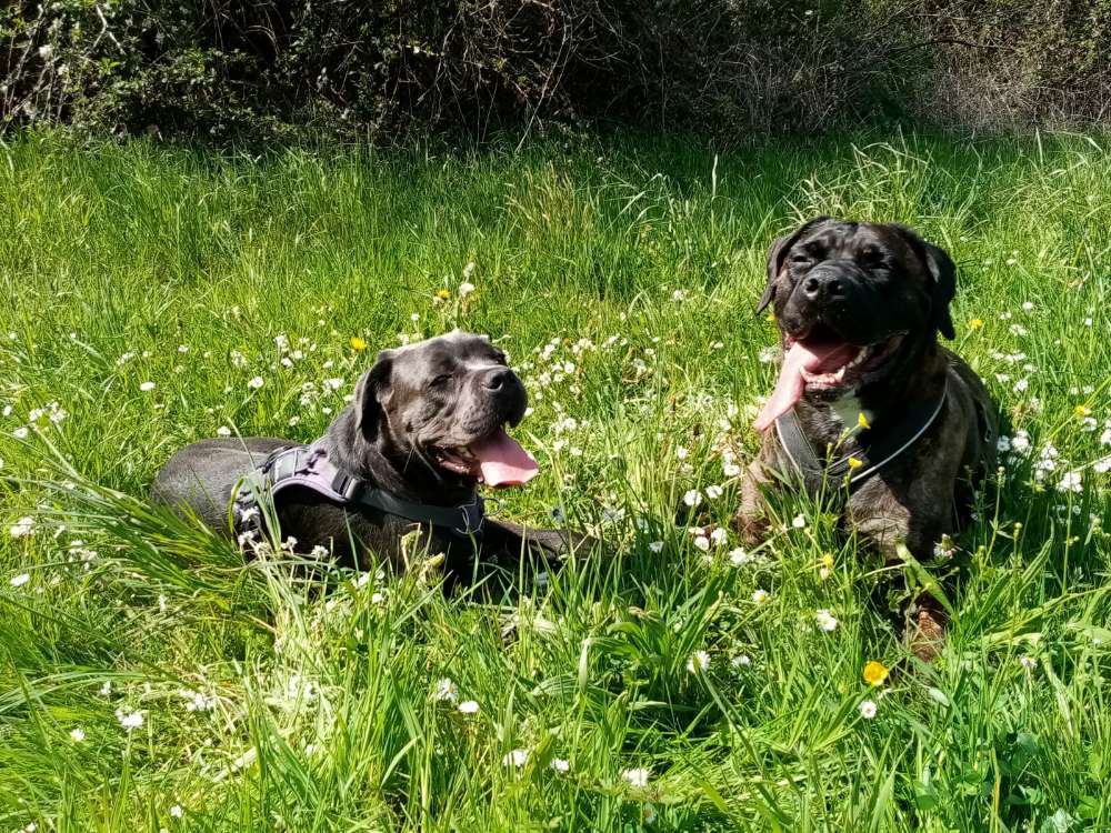 Hundetreffen-Hundebuddys-Profilbild