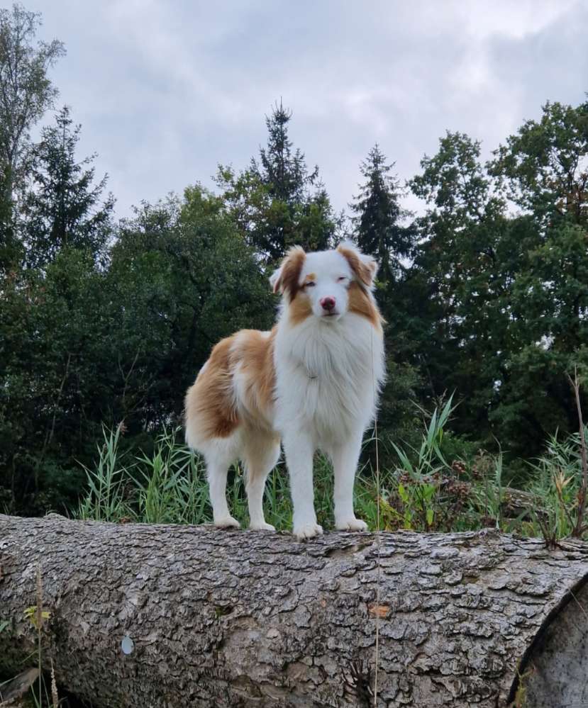 Hundetreffen-Gemeinsame Gassirunden-Profilbild