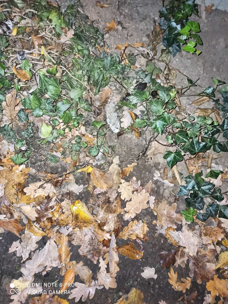 Giftköder-Giftköder-Profilbild