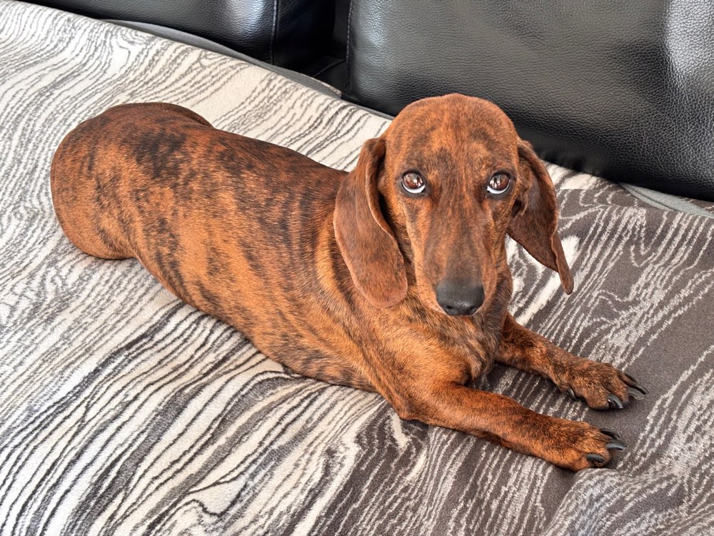 Hundetreffen-Dackel in der Nähe?-Profilbild