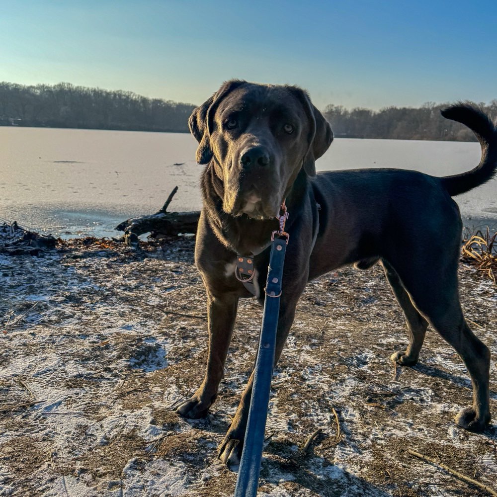 Hundetreffen-Sozial Walks-Profilbild