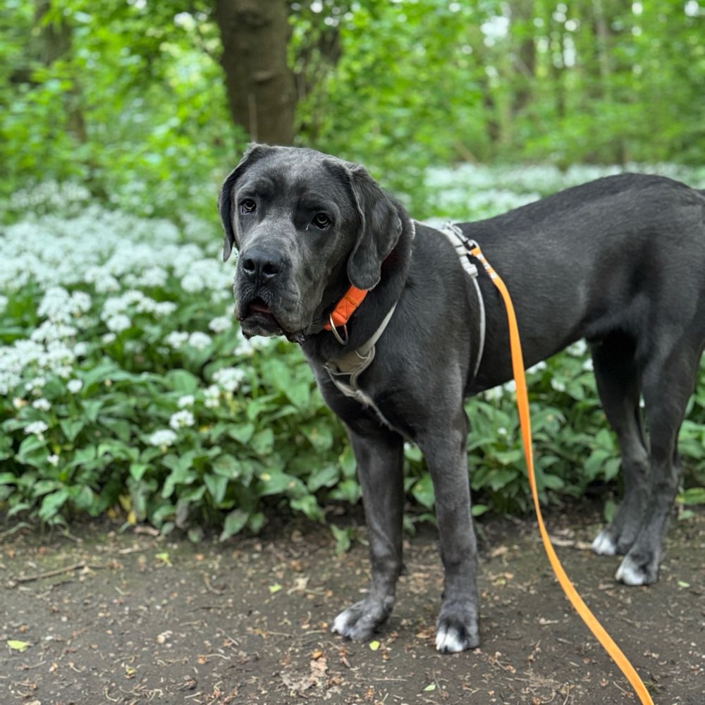 Hundetreffen-Sozial Walks-Profilbild