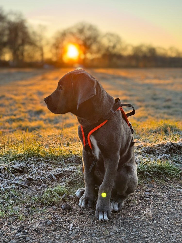 Hundetreffen-Pumpkin sucht Hundekumpel und Kumpelinen zum spielen und treffen.-Profilbild