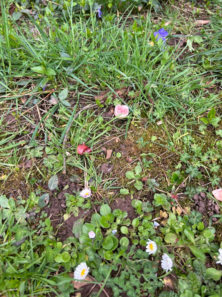 Giftköder-Wieder Knochen-Profilbild