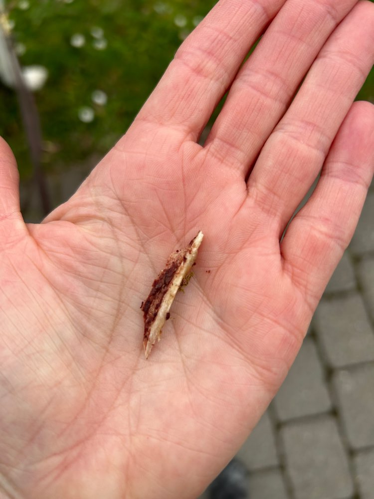 Giftköder-Knochensplitter-Profilbild