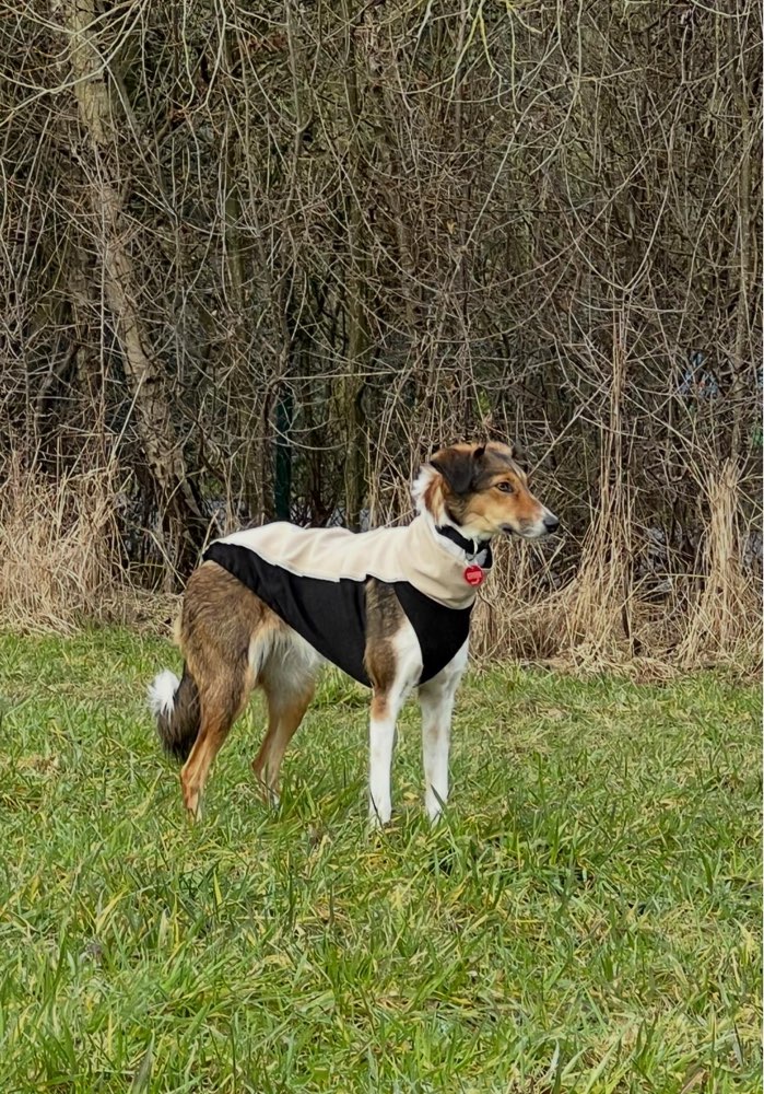 Hundetreffen-Gassi Runde und spielen-Whippet-Profilbild