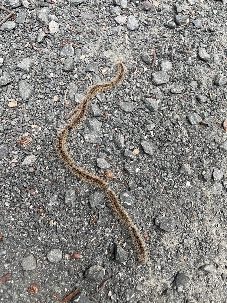 Giftköder-Eichenprozessionsspinner-Profilbild