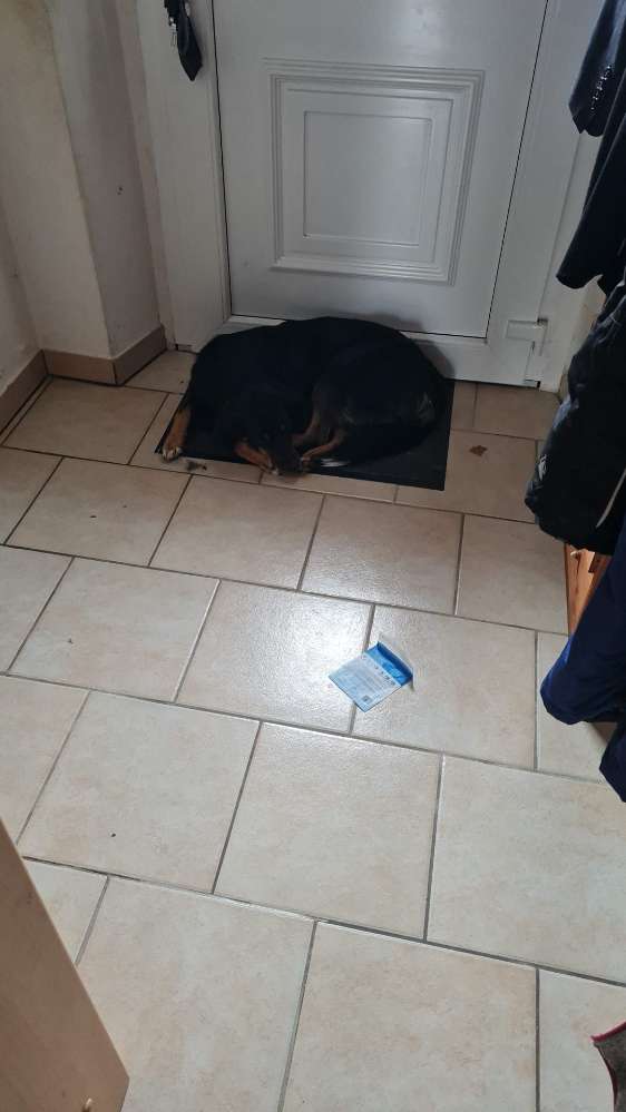 Hundetreffen-Gassi gehen mit Mira-Profilbild