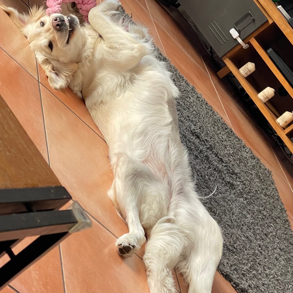 Hundetreffen-Spielrunde-Profilbild