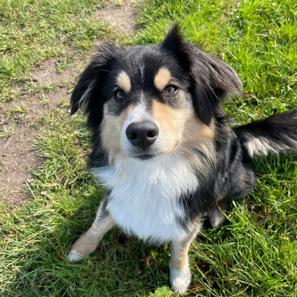 Hundetreffen-Hundefreund zum spielen & gemeinsam lernen gesucht-Profilbild