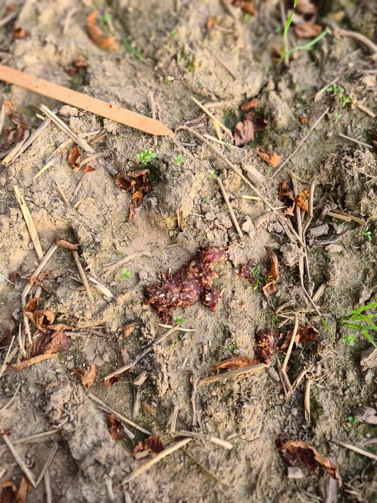 Giftköder-Rohes Fleisch am Spieß-Profilbild
