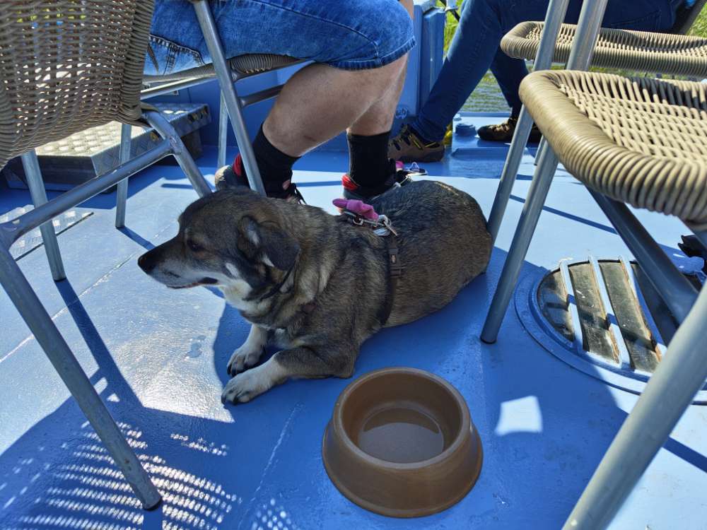 Hundetreffen-Treffen zum zusammen Gassi und spielen-Profilbild