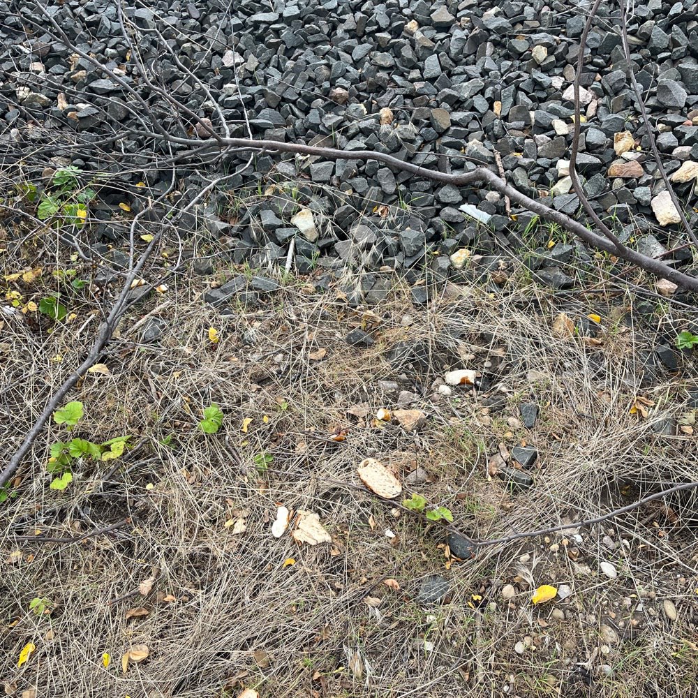 Giftköder-Möglicher Giftköder-Profilbild