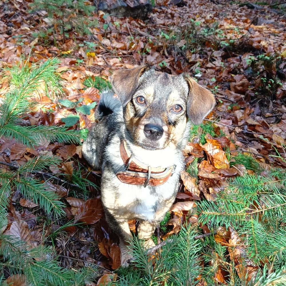 Hundetreffen-Spieltreffen-Profilbild