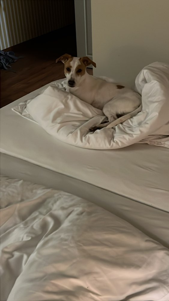 Hundetreffen-Spielfreunde und gemeinsame Gassirunden-Profilbild