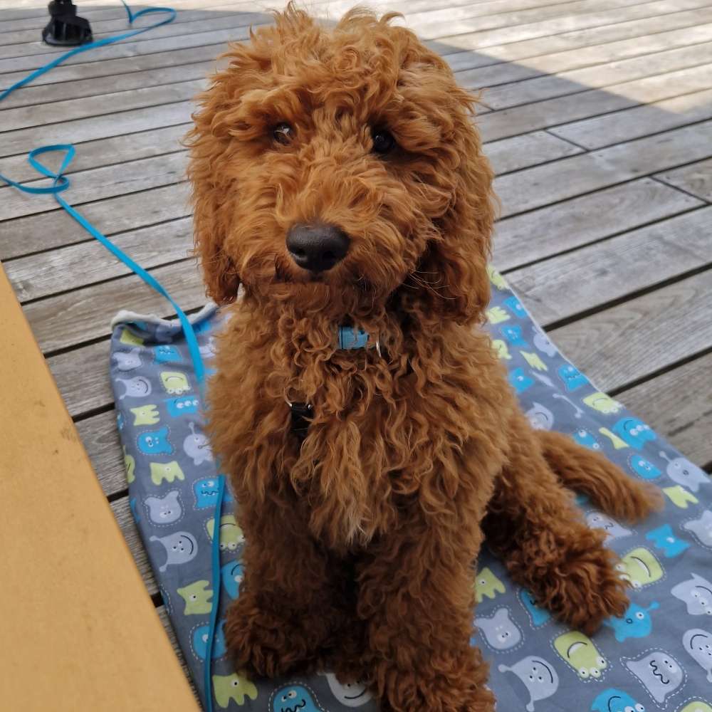 Hundetreffen-Welpentreffen Niederschönhausen-Profilbild