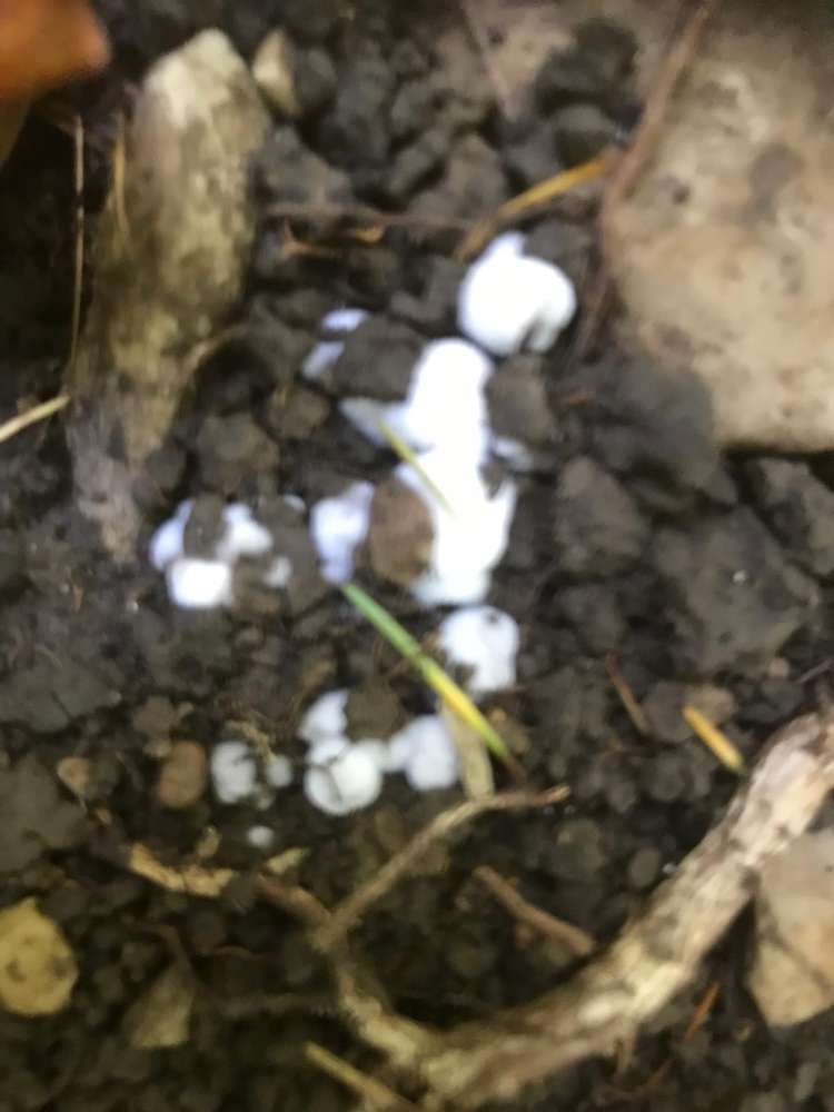 Giftköder-Giftköder !-Profilbild