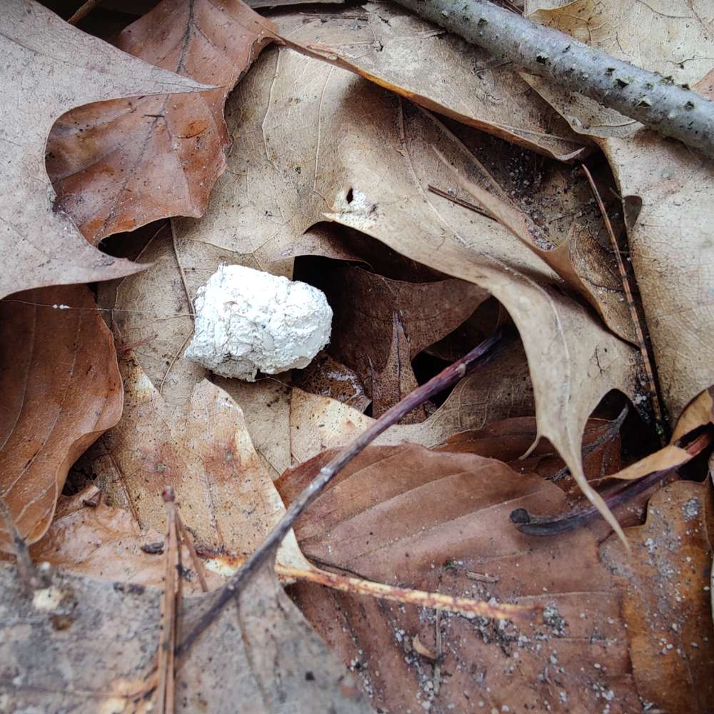 Giftköder-Weiẞe Bällchen / weißes Pulver-Profilbild