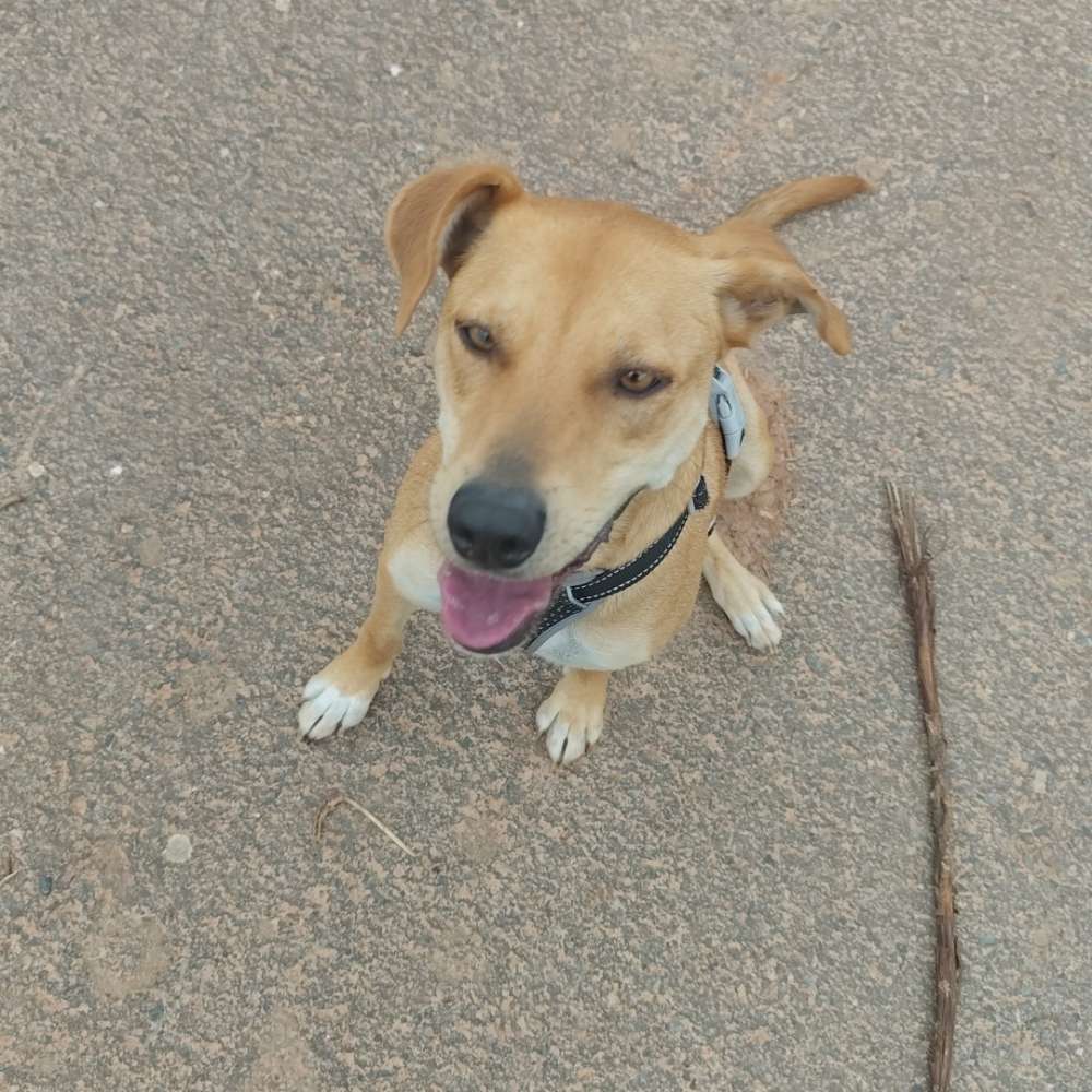 Hundetreffen-Gassirunde, Begegnungstreffen und Toben-Profilbild
