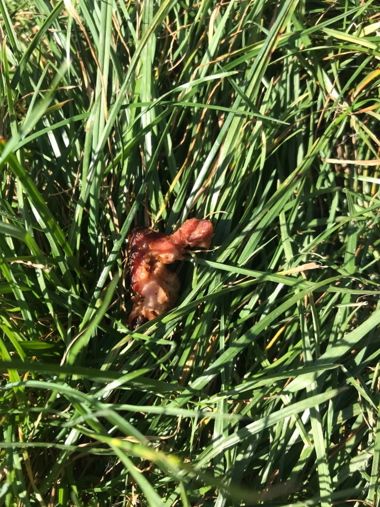 Giftköder-Mehrere ausgelegte Fleischstücke!-Profilbild