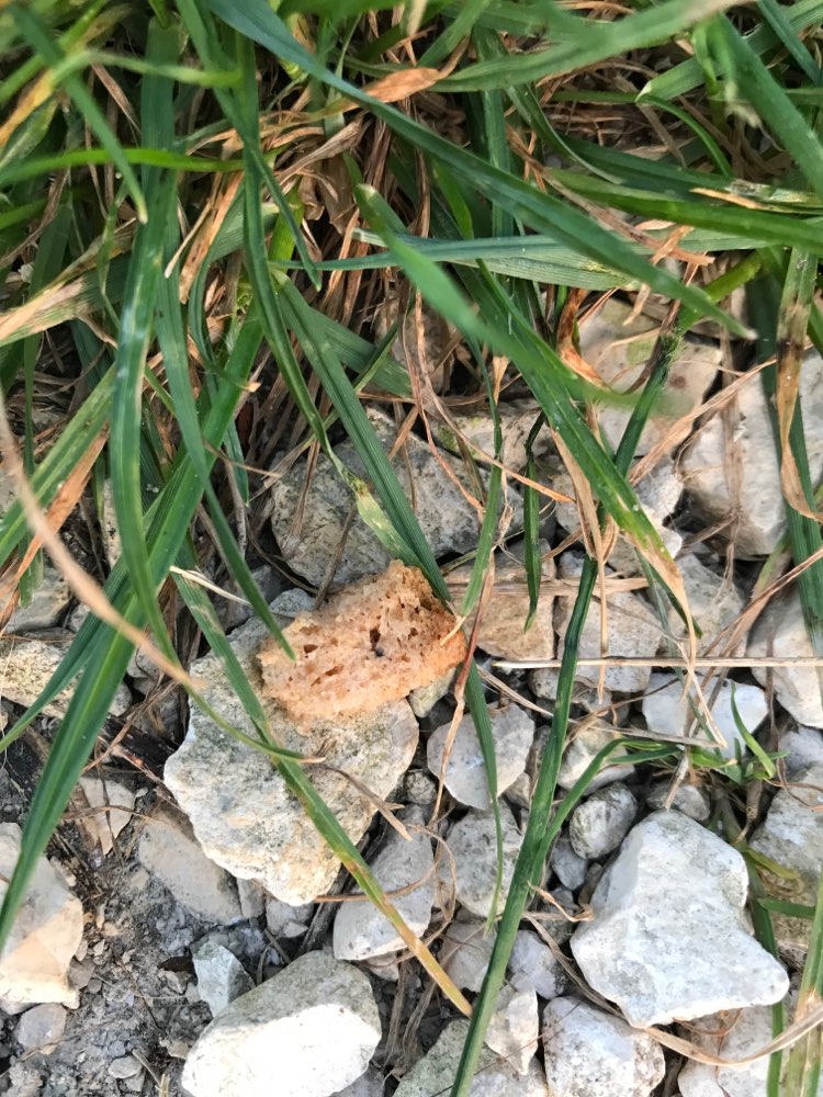 Giftköder-Ausgelegte Brotstückchen!-Profilbild
