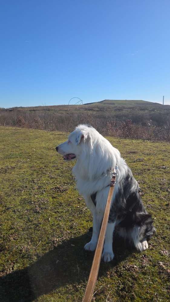 Hundetreffen-🐶 Hundetreffen / Training / Spielrunde gesucht 🐾-Profilbild