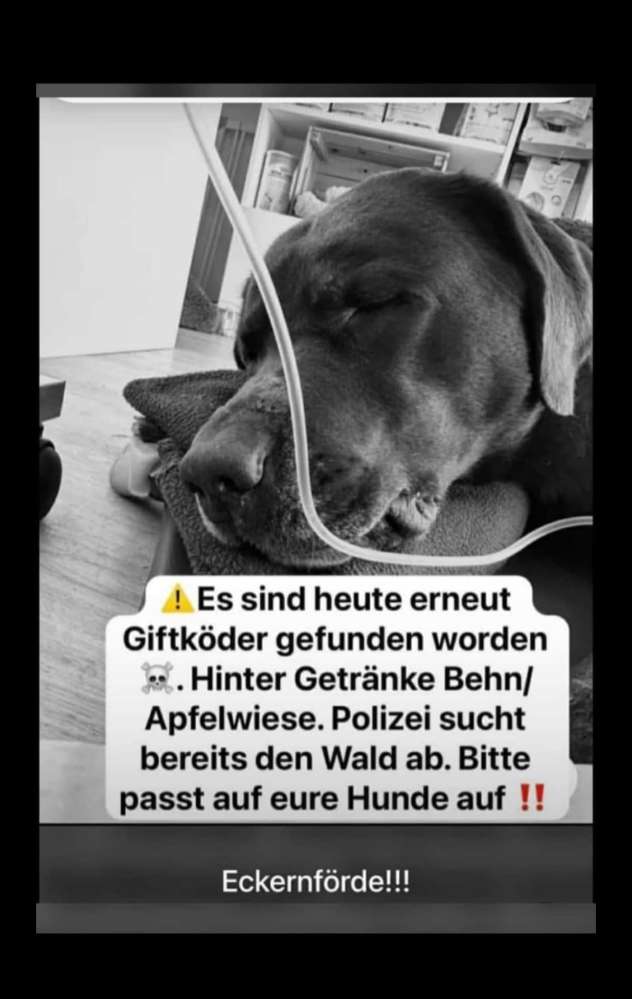 Giftköder-Eckernförde hinter Behn und Schiefkoppel-Profilbild