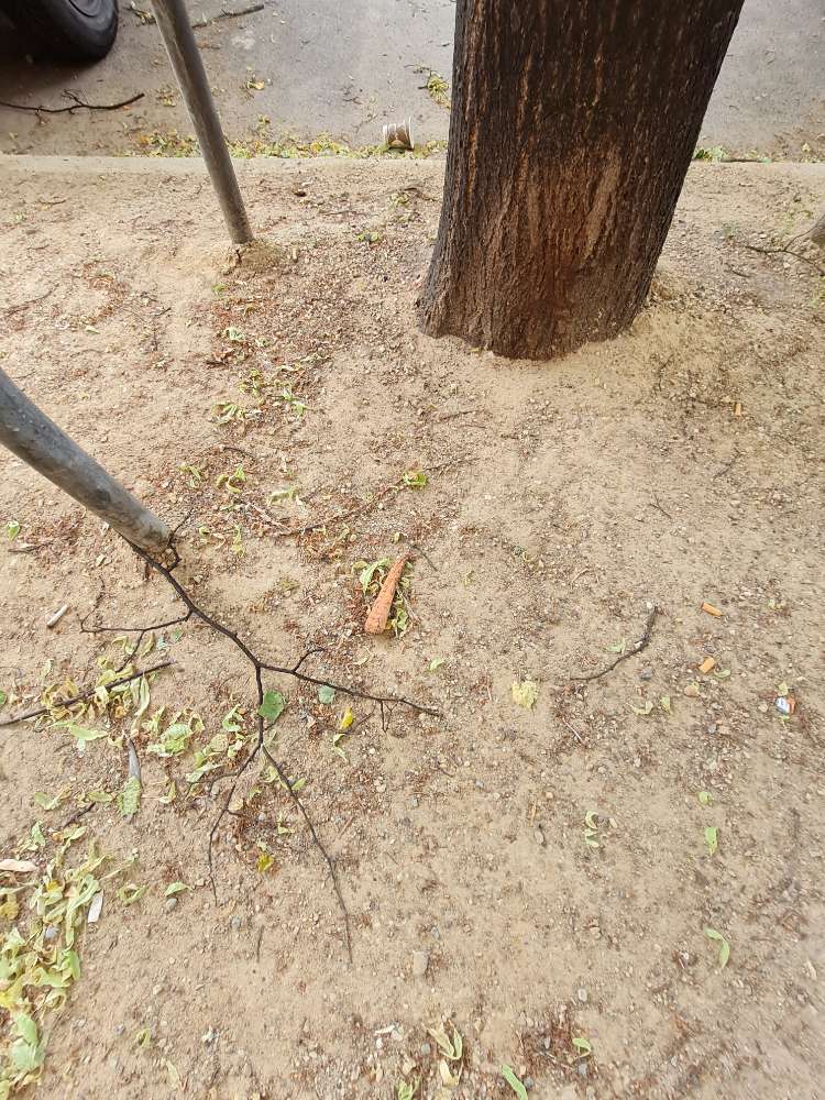 Giftköder-Ausgelegte Möhren unter die Bäume-Profilbild