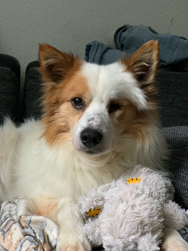 Hundetreffen-Senior sucht ruhige Hundefreundin-Profilbild