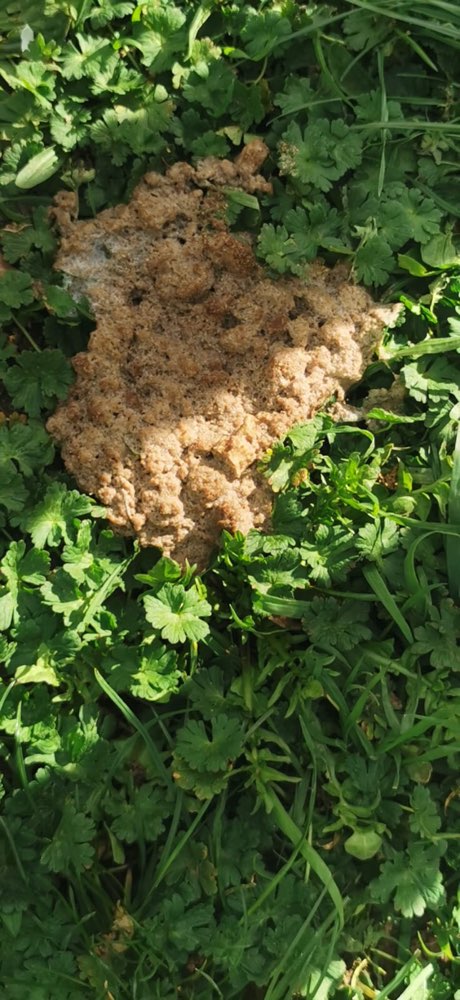 Giftköder-Giftköter-Profilbild