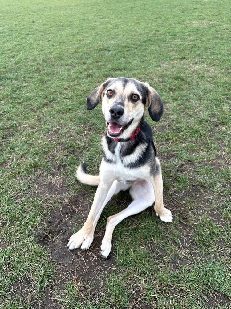 Hundetreffen-Social Walk mit Tierschutzhunden-Profilbild