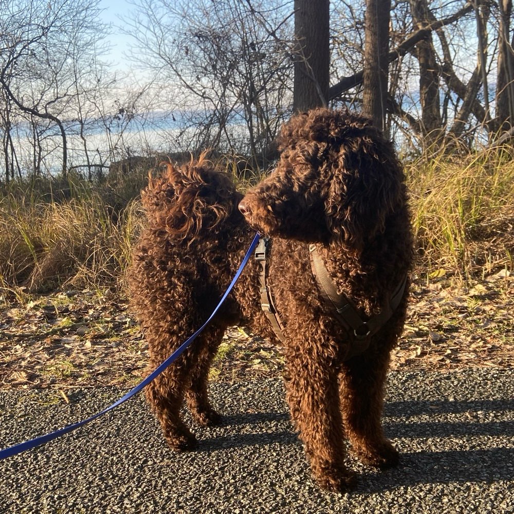 Hundetreffen-Junghundetreffen zum Spielen auf Fehmarn-Profilbild