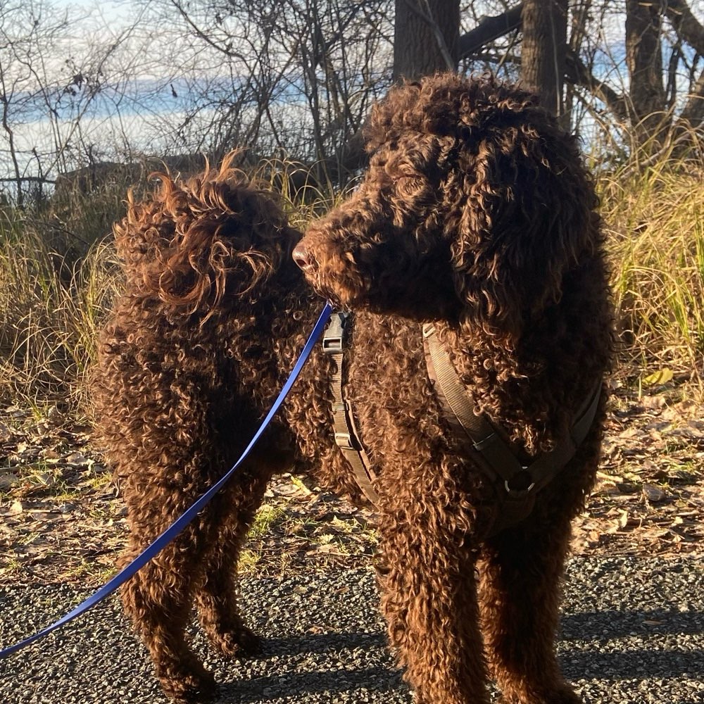 Hundetreffen-Junghundetreffen-Profilbild