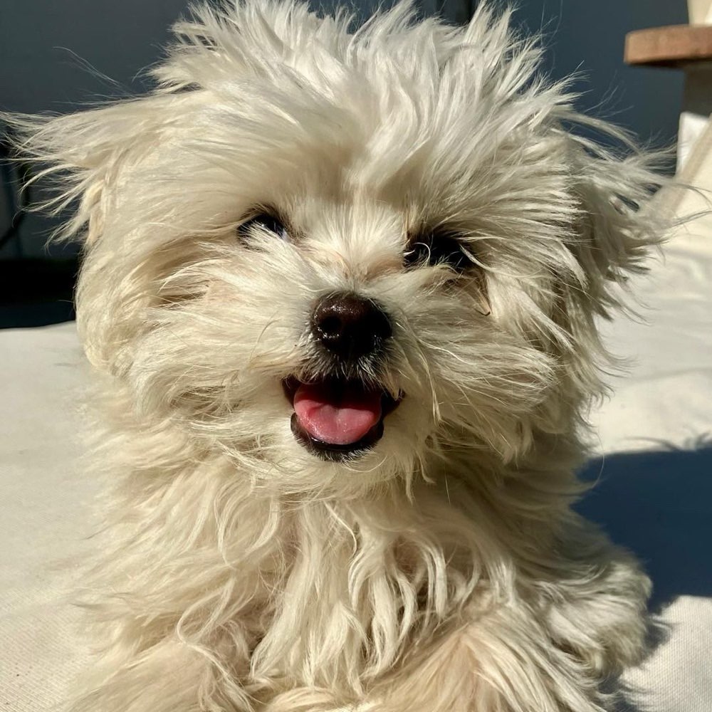 Hundetreffen-Welpentreffen-Profilbild