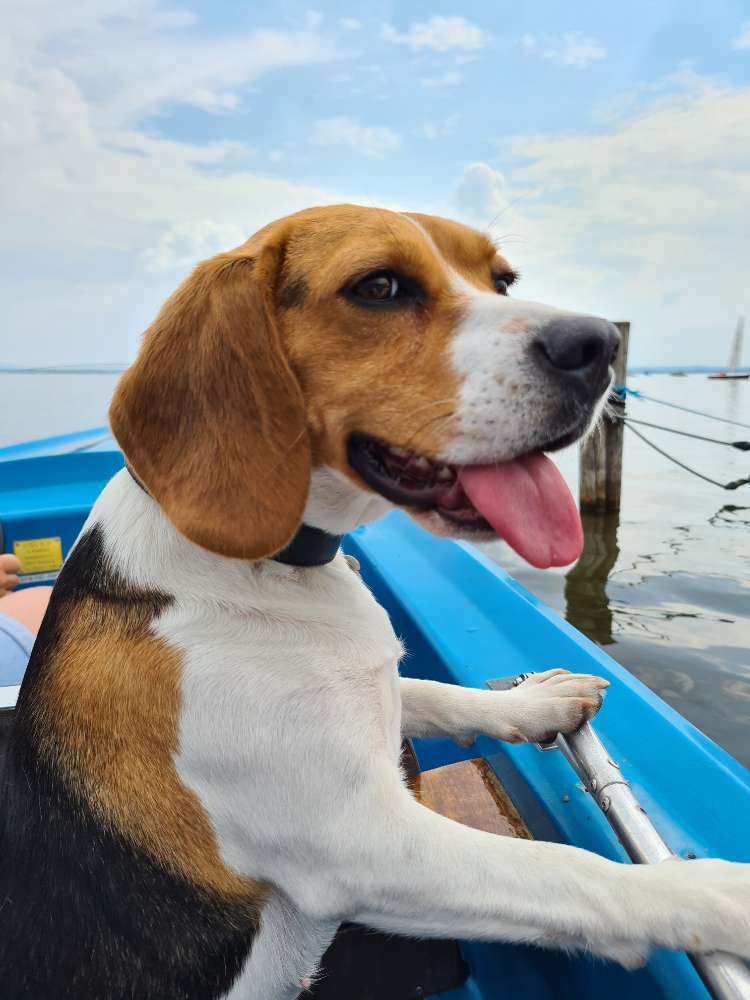 Hundetreffen-Beagletreffen in Leipzig-Profilbild