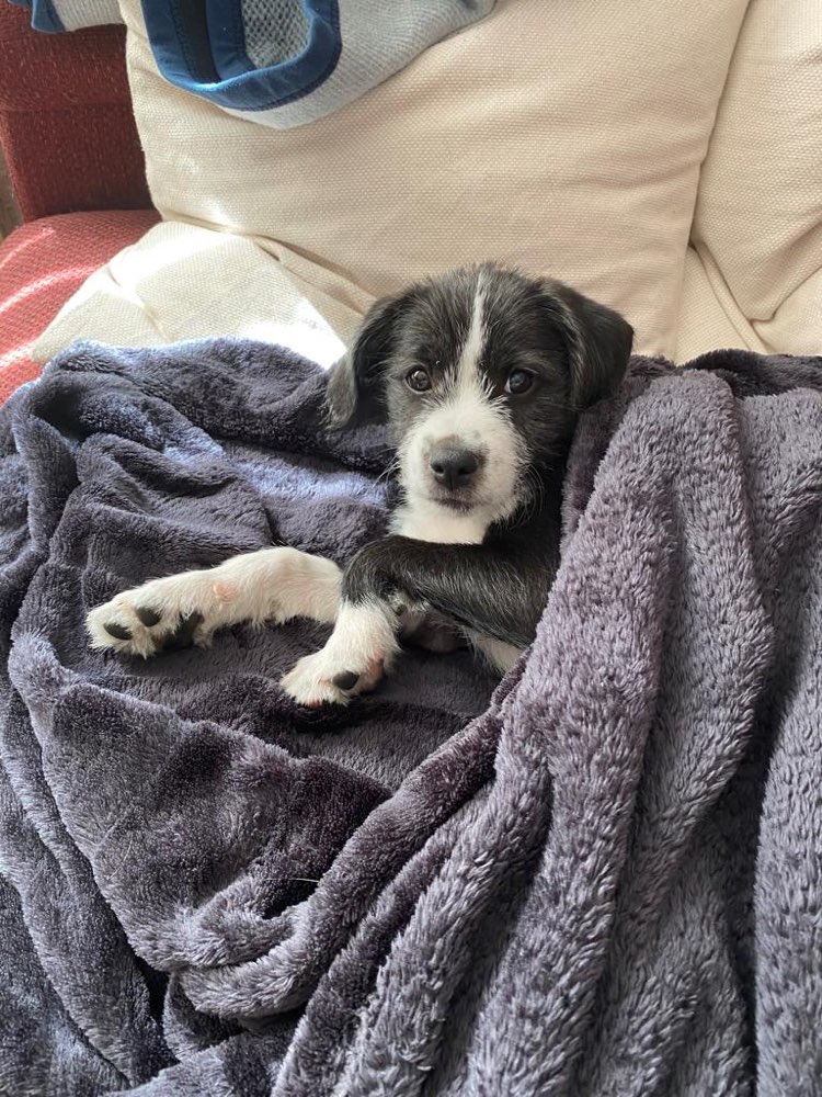 Hundetreffen-Gassi und Toben in Sankt Augustin-Profilbild