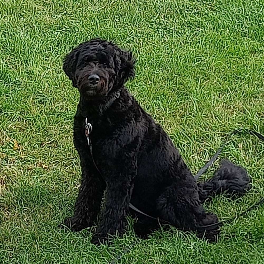 Hundetreffen-Gassi und Spiele-Runde-Profilbild